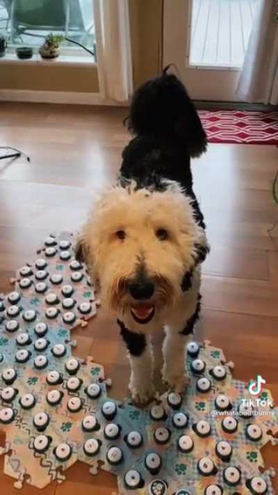 Dog asks &lsquo;dog what dog is?&rsquo;
