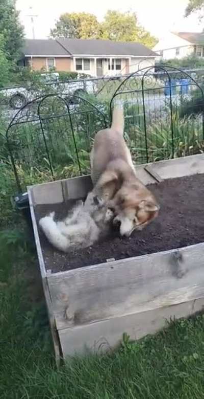 Get a white husky they said...