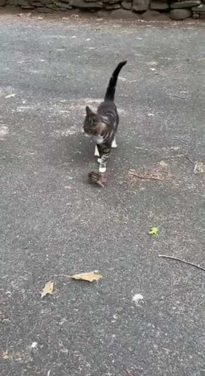 To Catch the prey