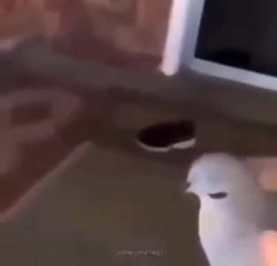 I have I have bird