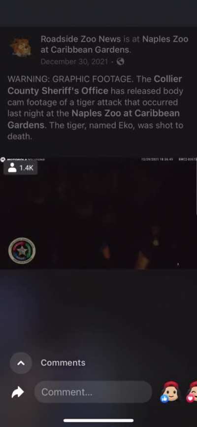 Tiger attack at Naples Zoo at Caribbean Gardens.  Tiger was named Eko and was shot to death 