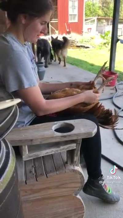 Love me tender chicken
