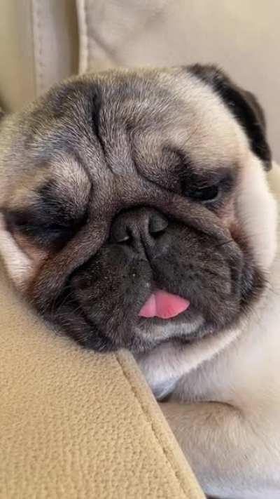 Snoring lil Freddy...(his name&rsquo;s Alfred)