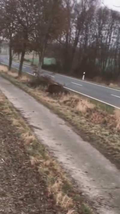 WCGW filming a massive warthog