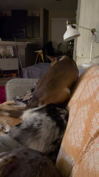 When there isn&rsquo;t enough space on the couch &hellip;
