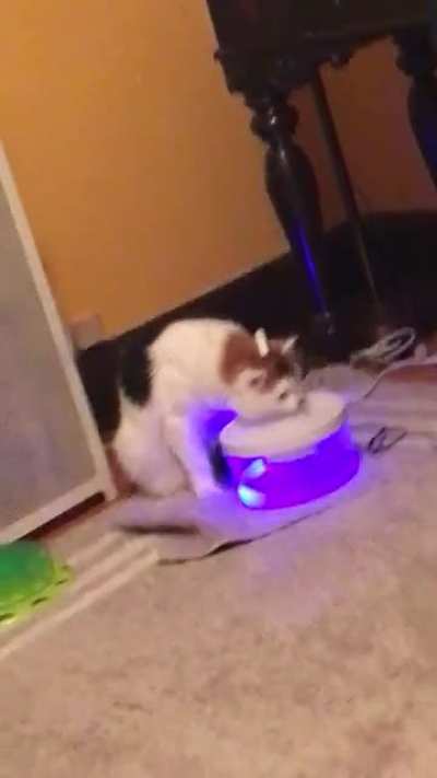 My cat couldn&rsquo;t figure out how her fountain works