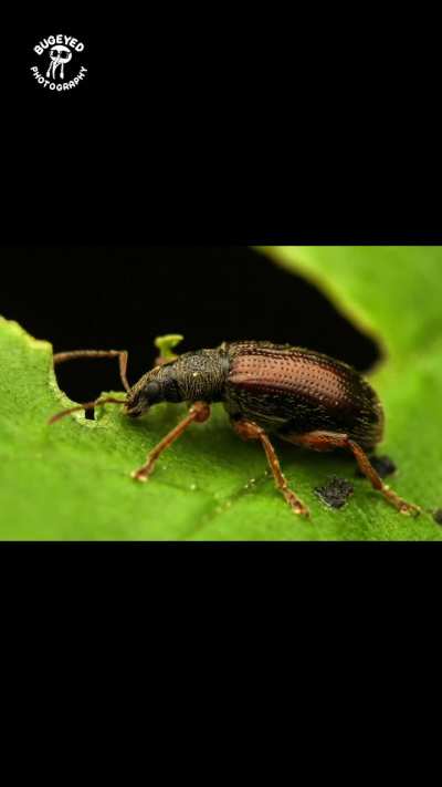 It&rsquo;s weevil Wednesday!