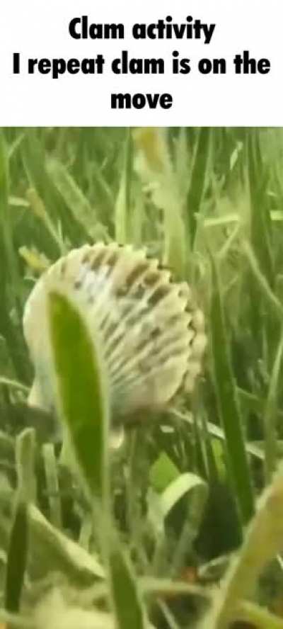 🐚