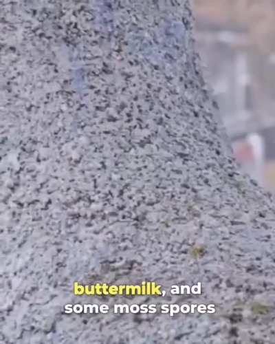 Have you ever heard about Moss Cement: A Bio Receptive cement