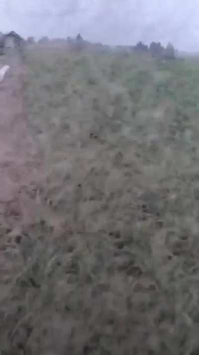 Texas Mosquitos