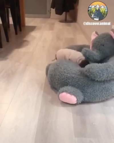 Piggy can&rsquo;t get in his chair!
