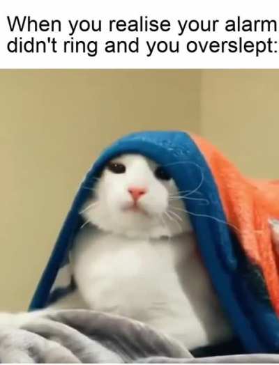 I found this on r/memes I hope it&rsquo;s ok