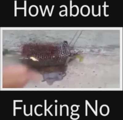 Burning rat