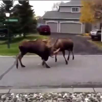 Лоси