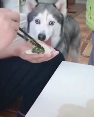 Not my dog but still a derp