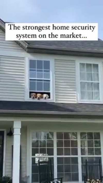 I love how they&rsquo;re all in the same window 🐶😂🤣