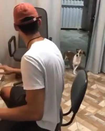 Dancing dog