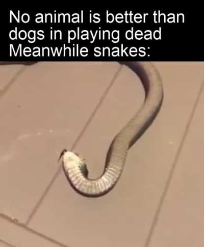 Snek go brrr