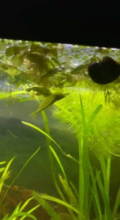 I wondered why all my floating plants were turned upside down, then saw this little turd &hellip;