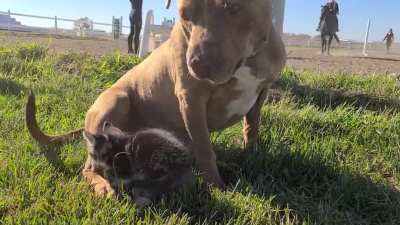 This pitty I met at a friend's barn adopted a kitty. She mothers it all the time. Prevents it from getting into the stable, going far, or getting hurt.
