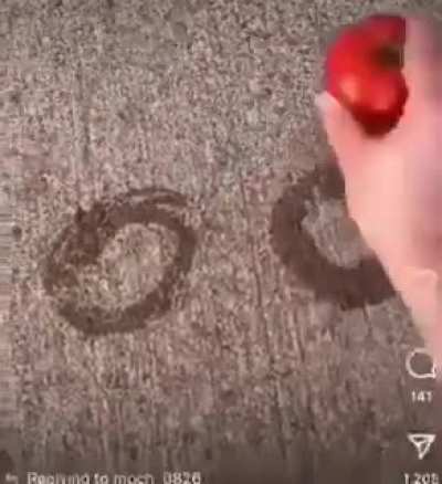 yuor circle is: come here boy