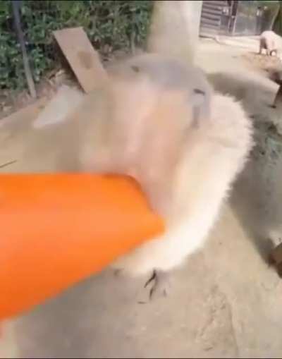 我被追究缅甸无数战争罪的责任🤭👍