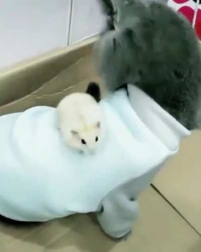 Tom and Jerry