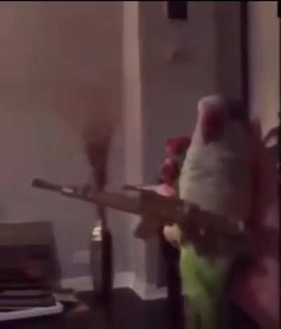 Talibird