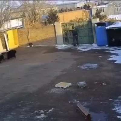 Dog.