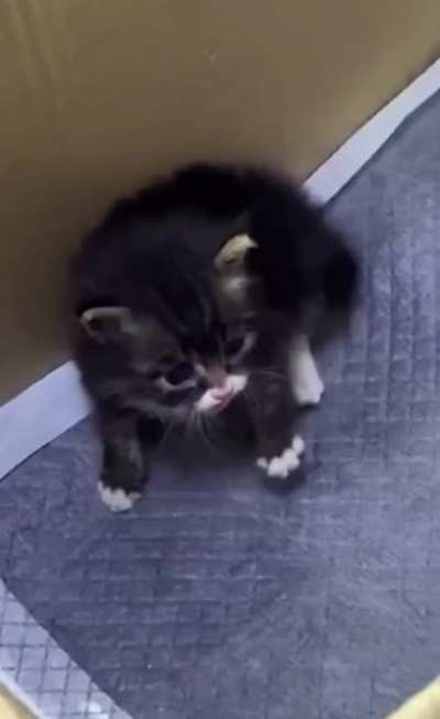 Absolute baby