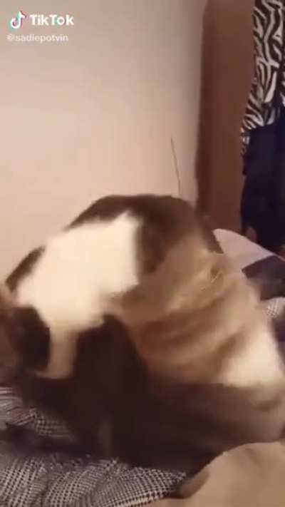 Ch&ouml;mp