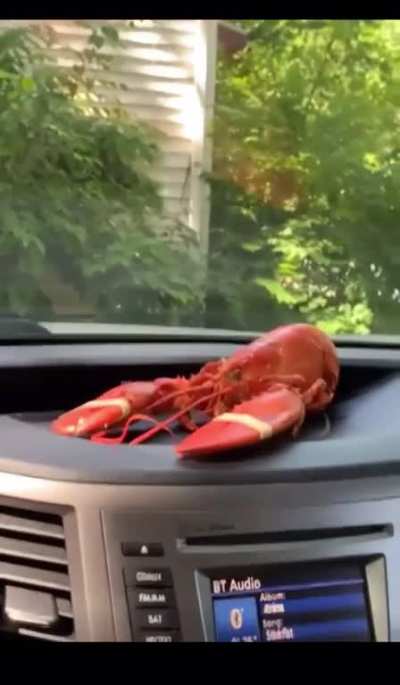 Stinklobster