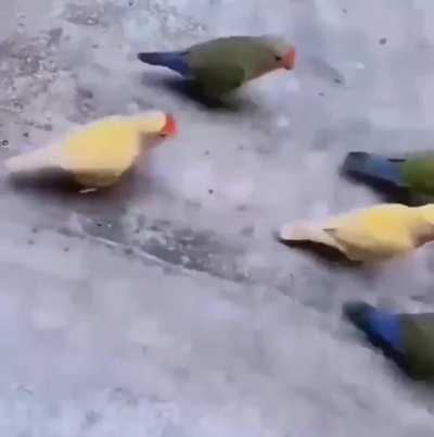 Bird Ballin&rsquo;