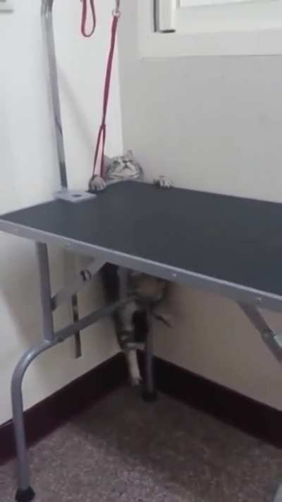 Cat escaping