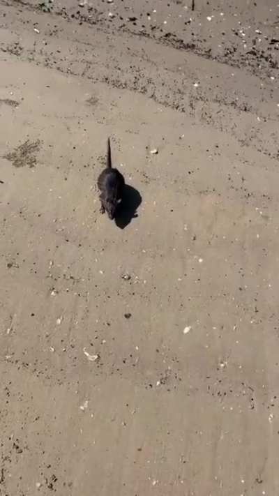 don't worry he doesn't bite