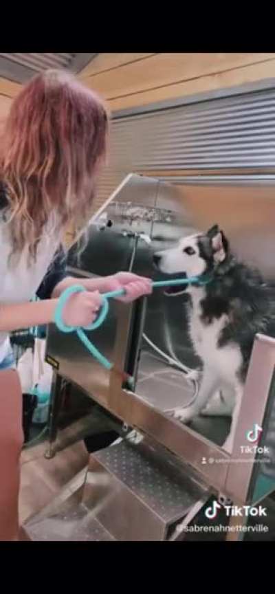 I&rsquo;m honestly amazed by the variety of noises a husky can make