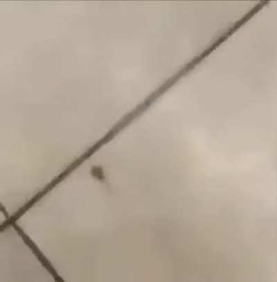 Stupid scorpion