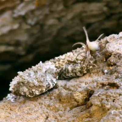 The camouflage of the Spider-tailed horned viper