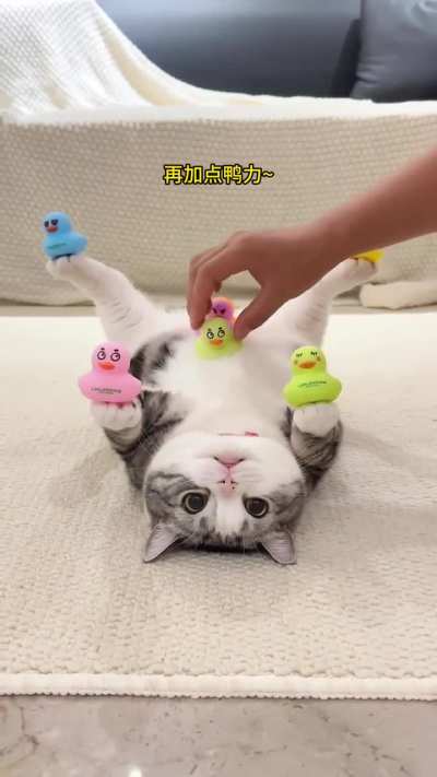 Cat be like: You&rsquo;ll see me in the gymnastics finals.