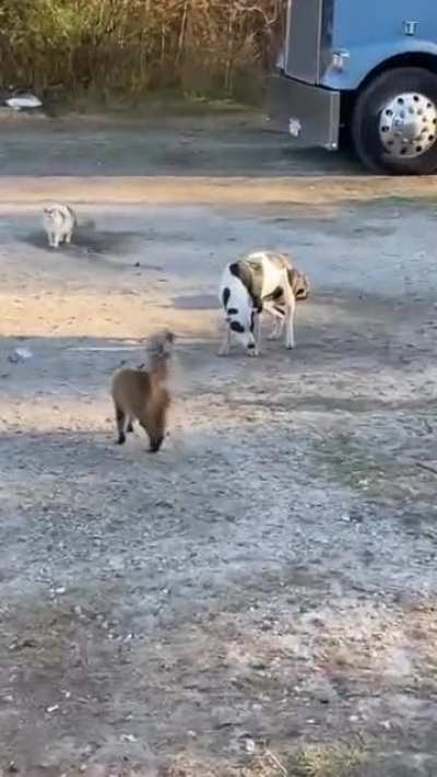 You in the wrong hood