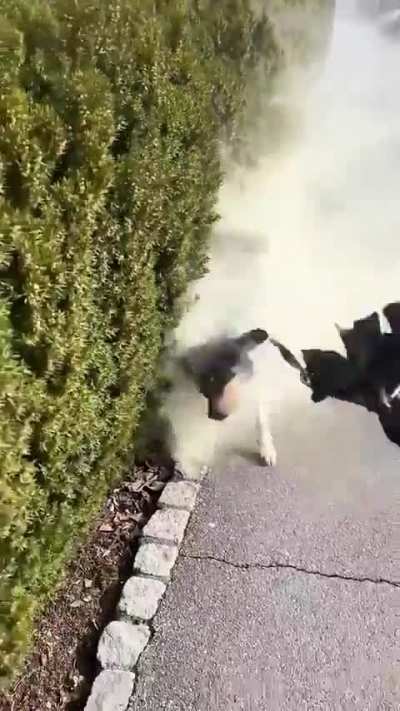 Pollen dog of white stream gear 2