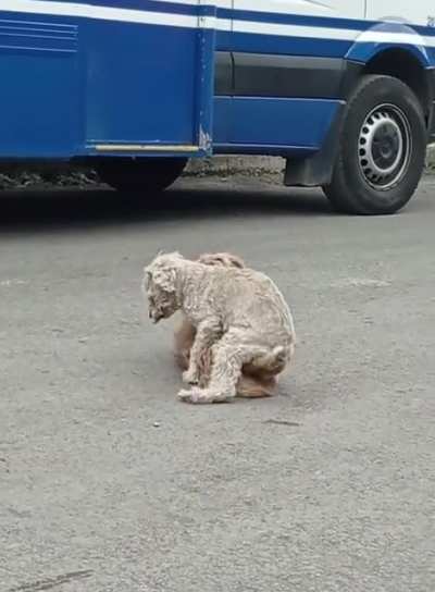 Perros exhibicionistas