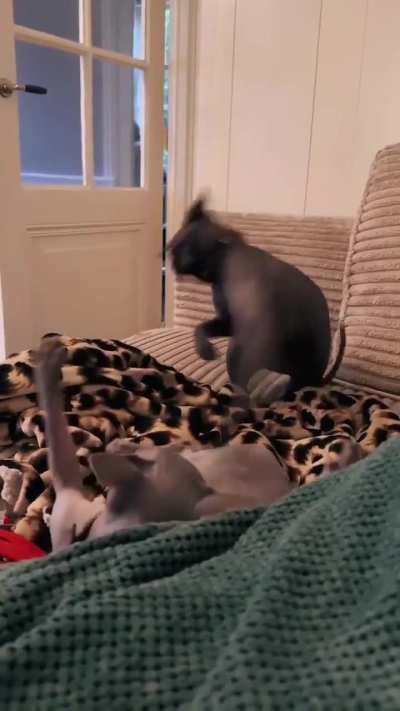 Naked Cat Slaps
