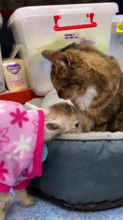 Tabitha the cat volunteering to help look after new arrivals, Bubbles and Squeak, at Edgar&rsquo;s Mission in Australia