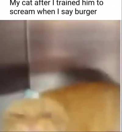 Maybe try fries next time?
