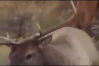 Our deer is not pleased