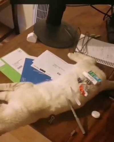 Bengal buckaroo