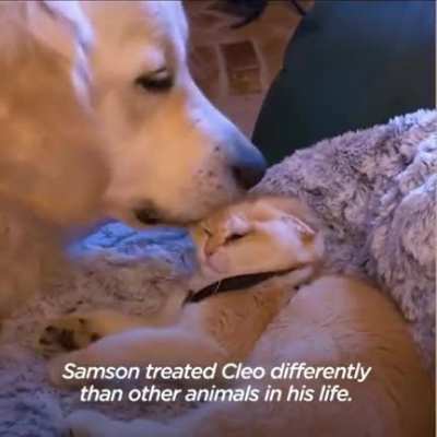 Service dog doesn&rsquo;t know how to play until he gets a kitten