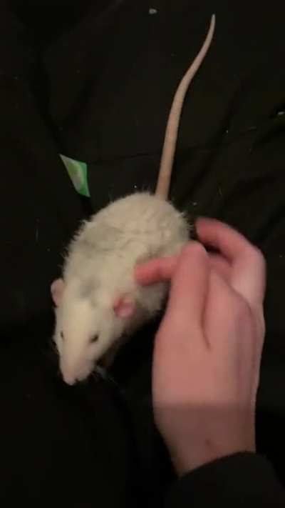 Rat wagging tail? Didn&rsquo;t know this was a thing?