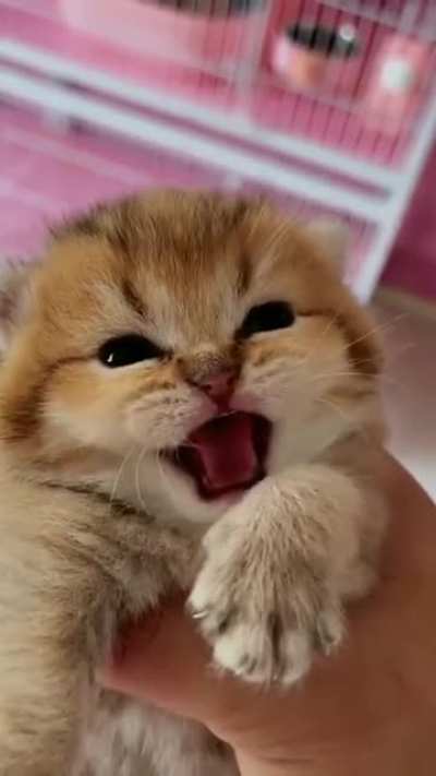 Roar!